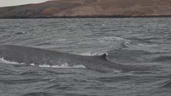 Fotografiaron una ballena azul en la costa de Chubut. Fotografiaron una ballena azul en la costa de Chubut.