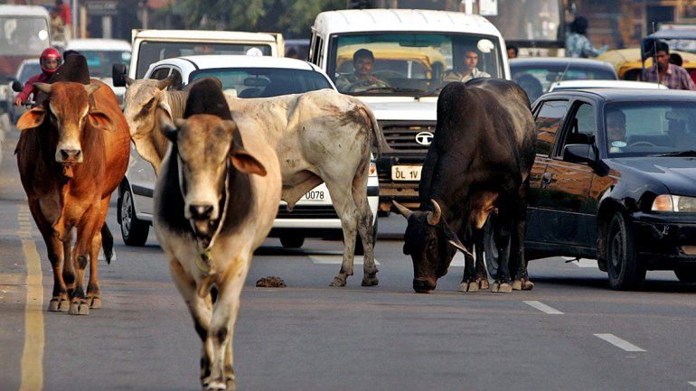 Alerta en India: fanáticos asesinan a los que comen vacas