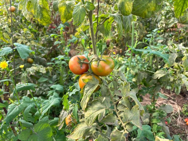 Al detectar una planta enferma, se debe evitar el contacto con la misma. Foto: Senasa. Al detectar una planta enferma, se debe evitar el contacto con la misma. Foto: Senasa.