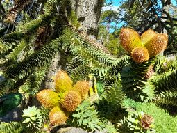 Comenzó la temporada de piñones Comenzó la temporada de piñones