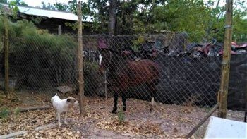 la policia detuvo a un caballo que paseaba por las chacras en oro la policia detuvo a un caballo que paseaba por las chacras en oro
