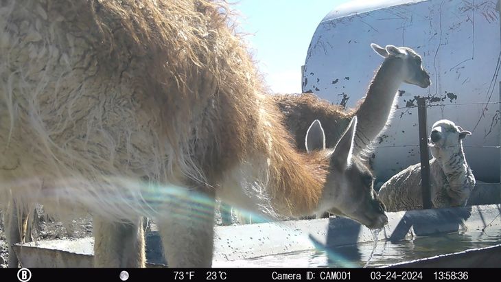 La desertificación en el eje del debate: ¿Los guanacos o las ovejas degradan el suelo de la Patagonia? Foto: INTA La desertificación en el eje del debate: ¿Los guanacos o las ovejas degradan el suelo de la Patagonia? Foto: INTA