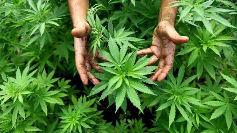 Vía libre a remedios con marihuana