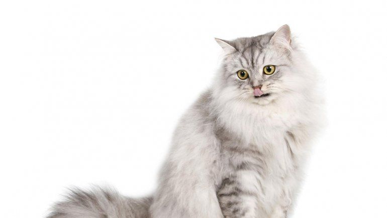 El embarazo es corto y se nota más recién en la última quincena. Puede sorprenderte.