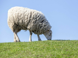 La elaboración de bocashi tiene como beneficio fortalecer la calidad de los productos y los suelos. La elaboración de bocashi tiene como beneficio fortalecer la calidad de los productos y los suelos.