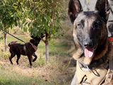 Aika y Humma, dos compañeras dedicadas a defender la producción de cerezas.