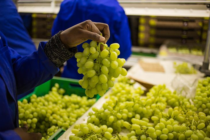 Sudáfrica es uno de los grandes operadores internacionales en el mercado de la uva de mesa. Sudáfrica es uno de los grandes operadores internacionales en el mercado de la uva de mesa.
