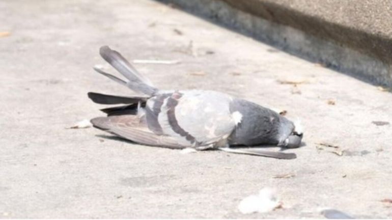 Palomas muertas en Comodoro Rivadavia.