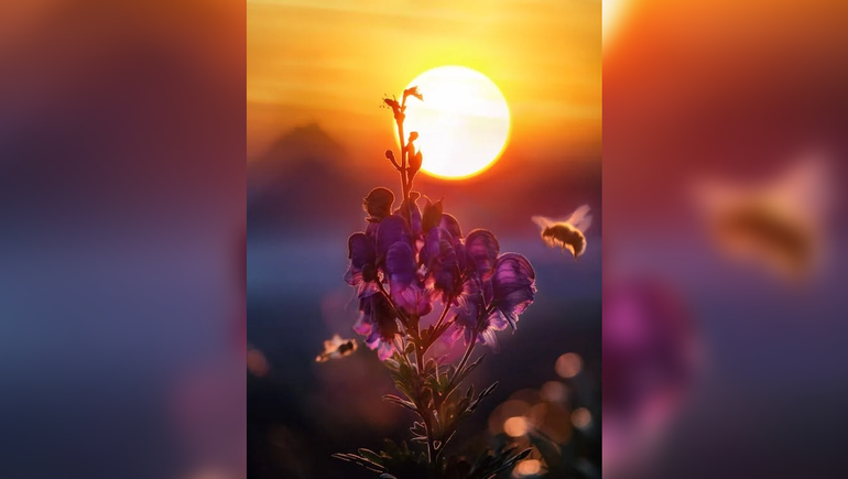 ¿Hay vinos florales?: Cómo reconocerlos