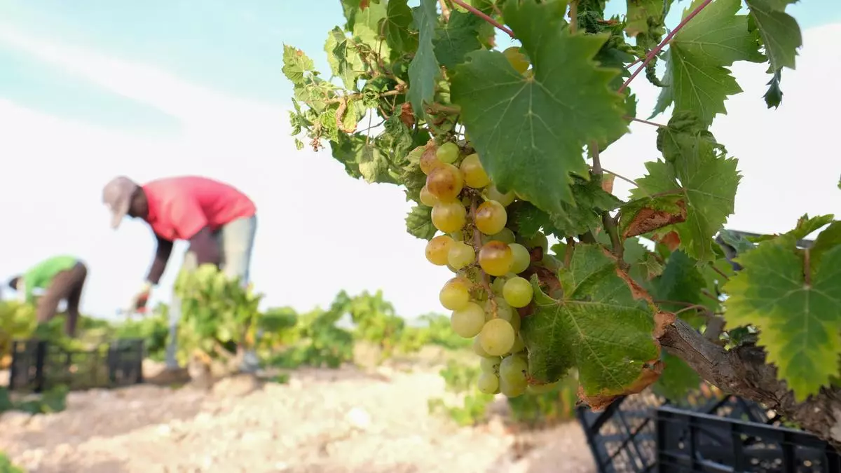 La sequía y el calor extremo en Francia amenazan la producción y adelantan la vendimia de 2025.