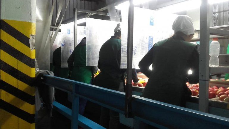 La actividad frutícola no tiene cuarentena