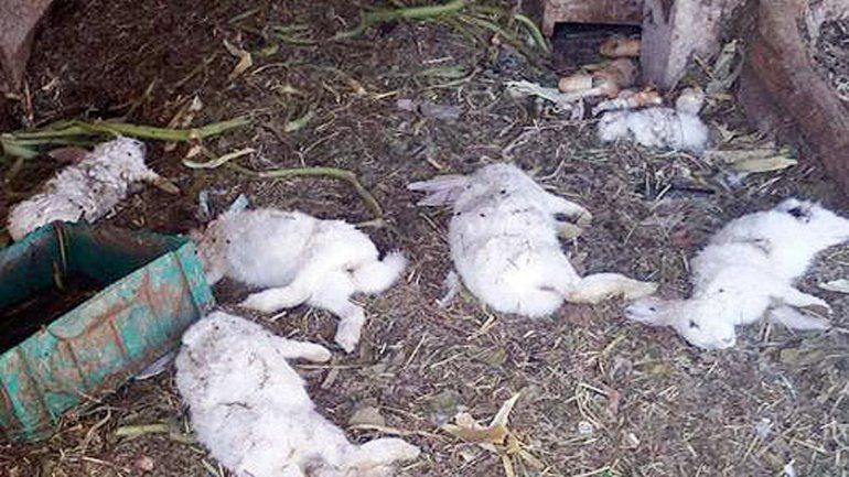 Culpan al IFES por la rotura del alambrado por donde entraron los perros.