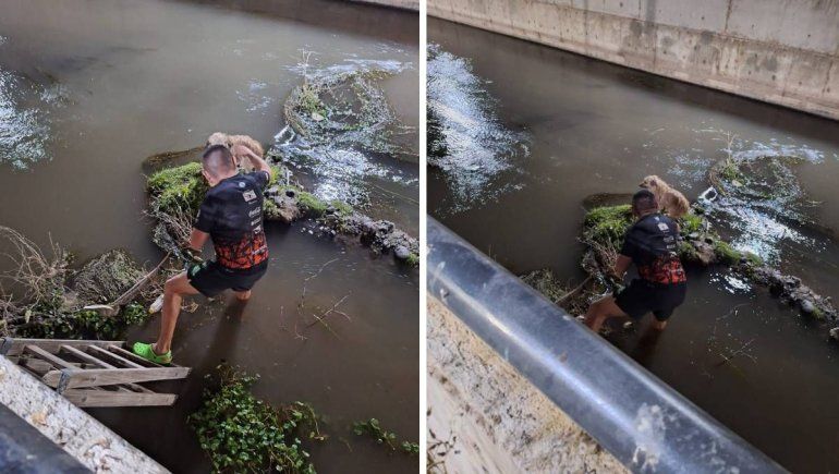 El mejor vecino: se metió al Arroyo Durán para sacar a un perrito de la calle