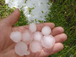 la cosecha de cereza se podria reducir un 50% tras la tormenta la cosecha de cereza se podria reducir un 50% tras la tormenta