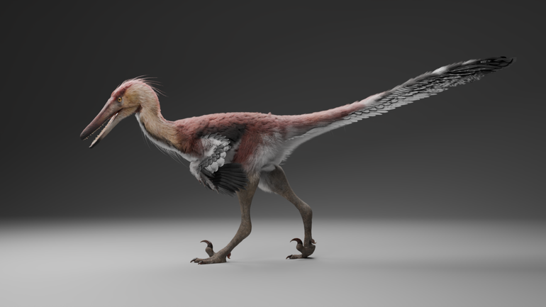 Las investigaciones comenzaron en 2018 realizadas en conjunto por el CONICET y del Museo Argentino de Ciencias Naturales.