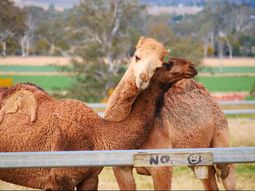 de plaga a recurso: el auge de la industria del camello en australia de plaga a recurso: el auge de la industria del camello en australia