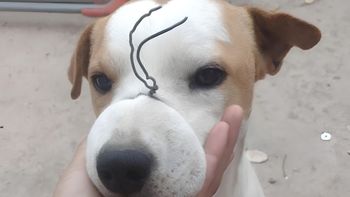 Espantoso: Manchita llegó a su casa con el hocico atado con alambre. Espantoso: Manchita llegó a su casa con el hocico atado con alambre.