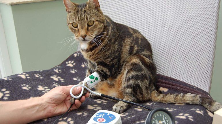 Hipertensión felina, un mal en aumento