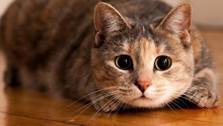 Gatito causa furor por