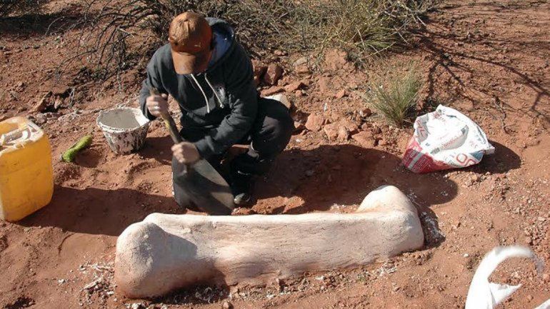 El enorme hueso que conservaron.