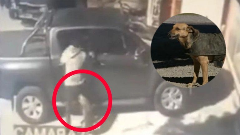 Perro callejero héroe: salvó a un empleado de una fábrica de un motochorro