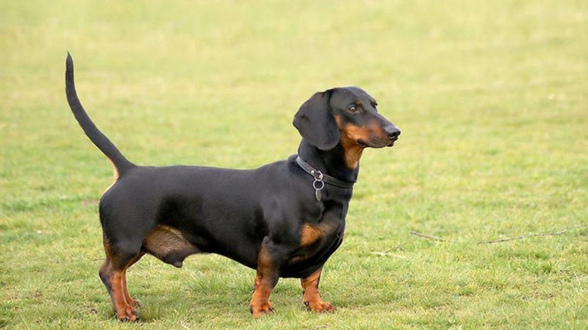 Se filmó teniendo sexo con su perro salchicha