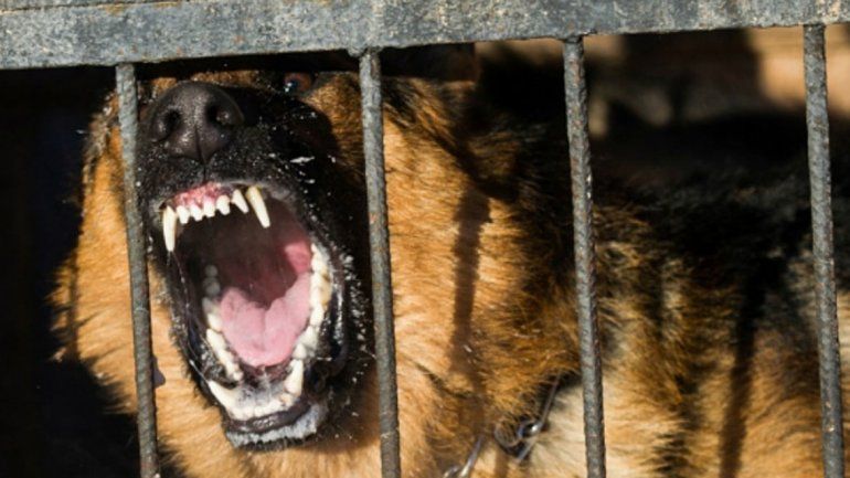 Al pequeño de dos años y medio le hicieron una cirugía de cráneo.