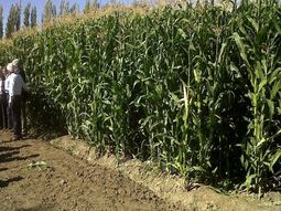 Maizales con más de tres metros de altura en los campos de la Patagonia. Maizales con más de tres metros de altura en los campos de la Patagonia.