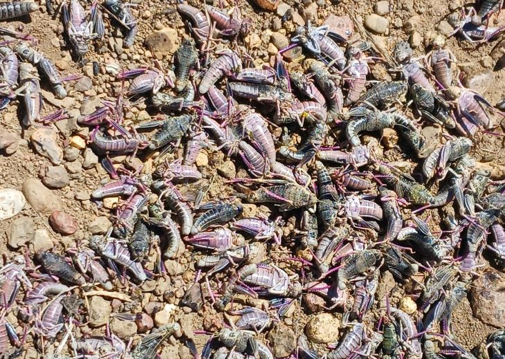 La aparición de focos de Tucura sapo (Bufonacris claraziana) fueron localizados distintos puntos de la región patagónica. | Más Produccion La aparición de focos de Tucura sapo (Bufonacris claraziana) fueron localizados distintos puntos de la región patagónica.