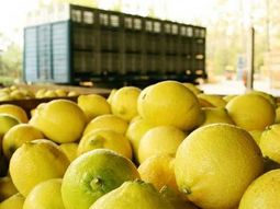 Productores e industriales del limón reclamaron una solución urgente ante la falta de gas natural, un insumo clave para sostener la cosecha y el procesamiento en Tucumán. Productores e industriales del limón reclamaron una solución urgente ante la falta de gas natural, un insumo clave para sostener la cosecha y el procesamiento en Tucumán.