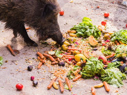 Jabalíes + restos de comida = receta perfecta para el desastre. Argentina aún puede evitarlo. Jabalíes + restos de comida = receta perfecta para el desastre. Argentina aún puede evitarlo.