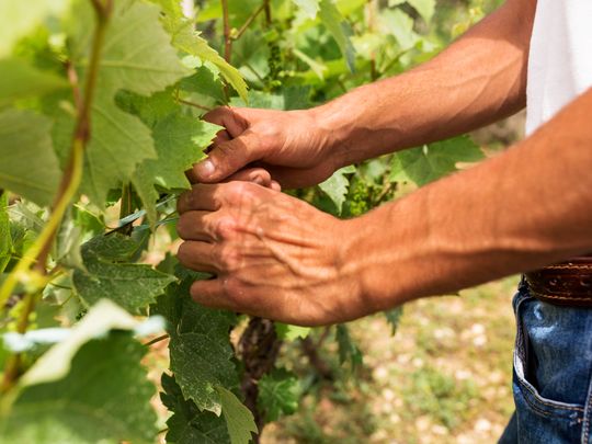 La cadena del vino como motor de trabajo en Argentina
