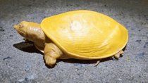 video: hallan tortuga amarilla y con ojos rosados en india video: hallan tortuga amarilla y con ojos rosados en india