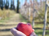 La idea es impulsar el consumo de manzanas y peras en el mercado interno.