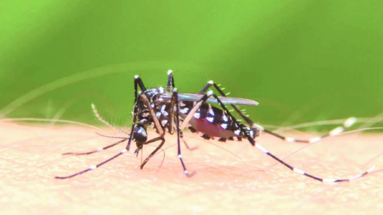 Brasil en crisis sanitaria por el dengue: una advertencia para Argentina y el mundo