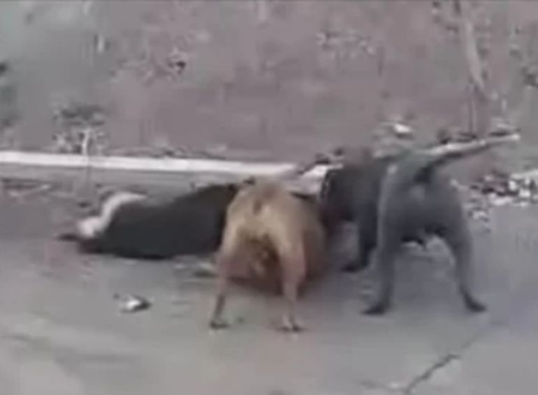Una captura del video que se viralizó a fines de marzo, cuando dos pitbulls mataron a un perro callejero en Caleta Olivia. Una captura del video que se viralizó a fines de marzo, cuando dos pitbulls mataron a un perro callejero en Caleta Olivia. 