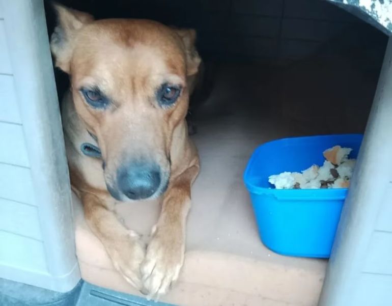 Hoy Sultán ya no pasa frío y vive en un hogar, con abrigo y amor.