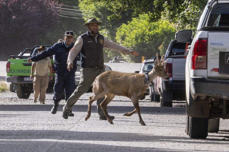 Un huemul suelto por las calles: Newenche apareció en una zona urbana de San Martín de los Andes