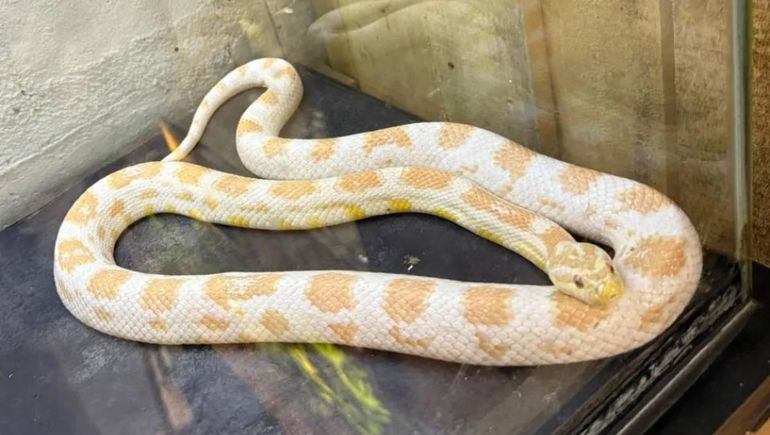 La tradicion cristiana primitiva identificó a la serpiente con el demonio.