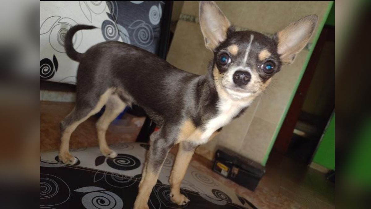Por el robo de otro perro encontraron al suyo