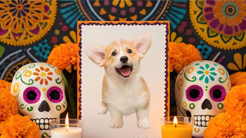 El culto y la tradición por el Día de los Muertos en México se extiende a las mascotas. El culto y la tradición por el Día de los Muertos en México se extiende a las mascotas.