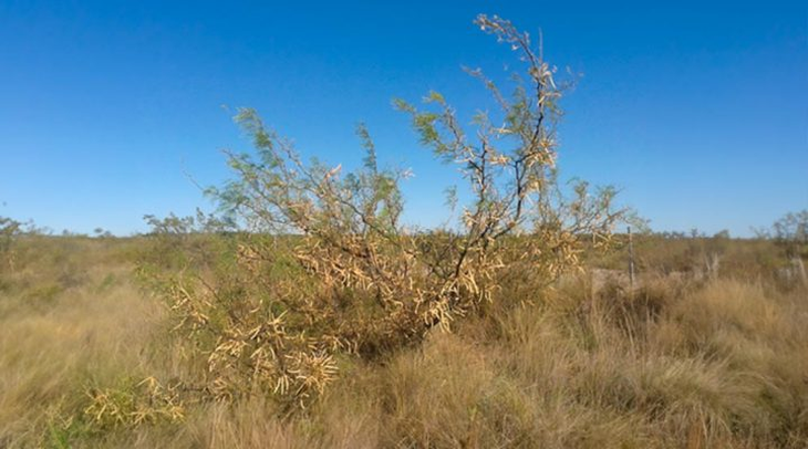 Árbol de alpataco. Foto: gentileza investigadores.