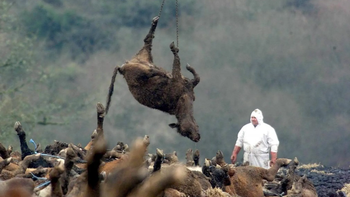 Más de 3.500 vacunos llevan ya sacrificados en Europa por un brote de fiebre aftosa (Foto archivo).