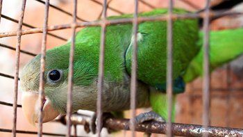 alerta por psitacosis: tres familiares fueron internados alerta por psitacosis: tres familiares fueron internados