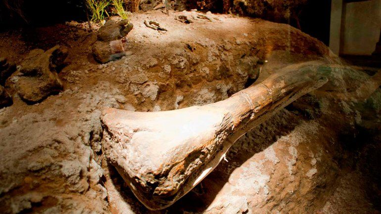 Los chicos le pondrán nombre al dino de una bodega