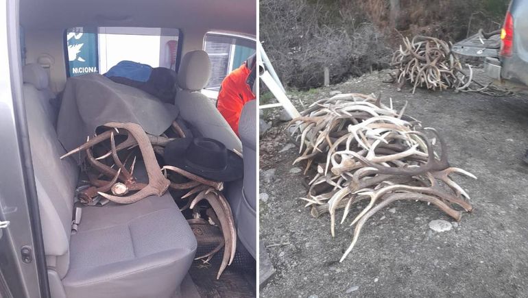 Llevaba más de 140 astas de ciervo escondidas en su camioneta, mientras viajaba por la Ruta 40