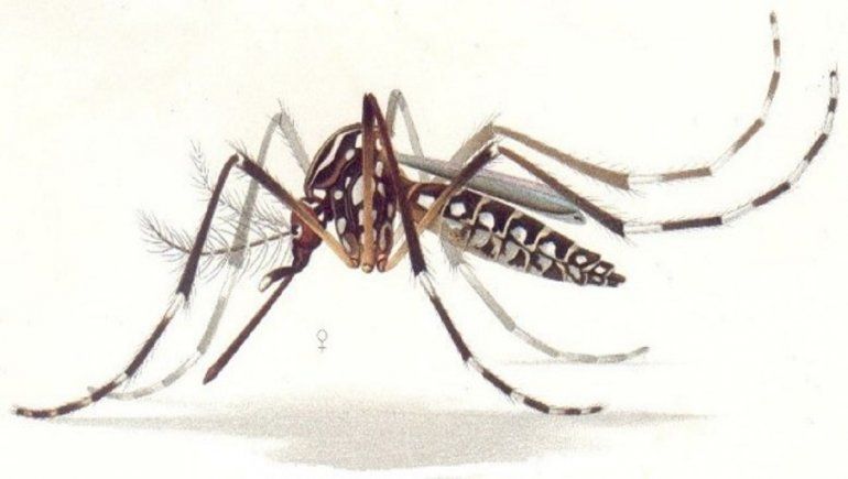 La invasión de mosquitos en Buenos Aires se da con esta especie en particular: Aedes Aegypti. La invasión de mosquitos en Buenos Aires se da con esta especie en particular: Aedes Aegypti.