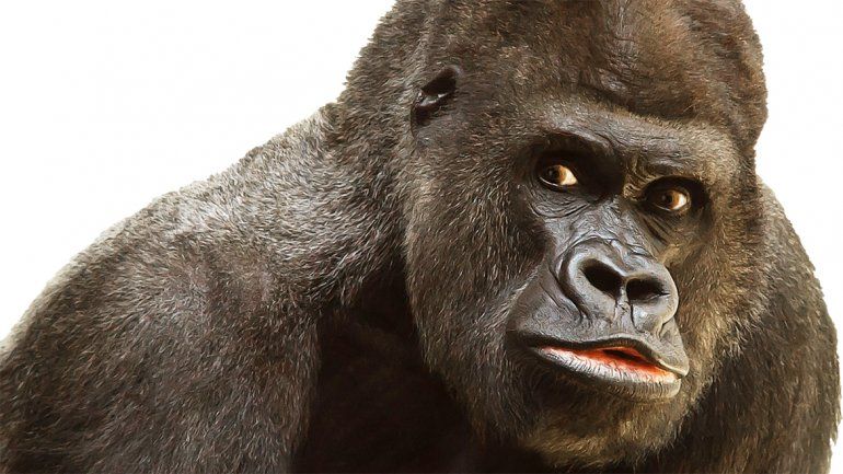 Los científicos piden que se haga algo a nivel global y avisan que si nuestros parientes más cercanos no pueden sobrevivir en estos entornos