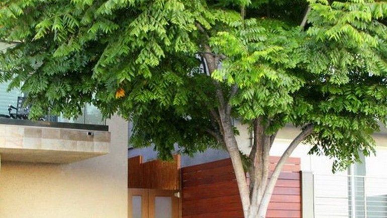 Los árboles frente a la casa, aliados contra la depresión