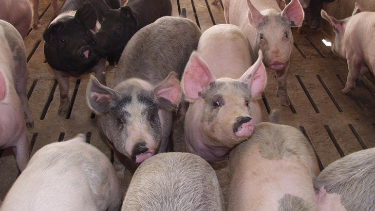 Los porcinos capones, una experiencia en El Chañar